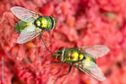 Fotografie Green yly on red food