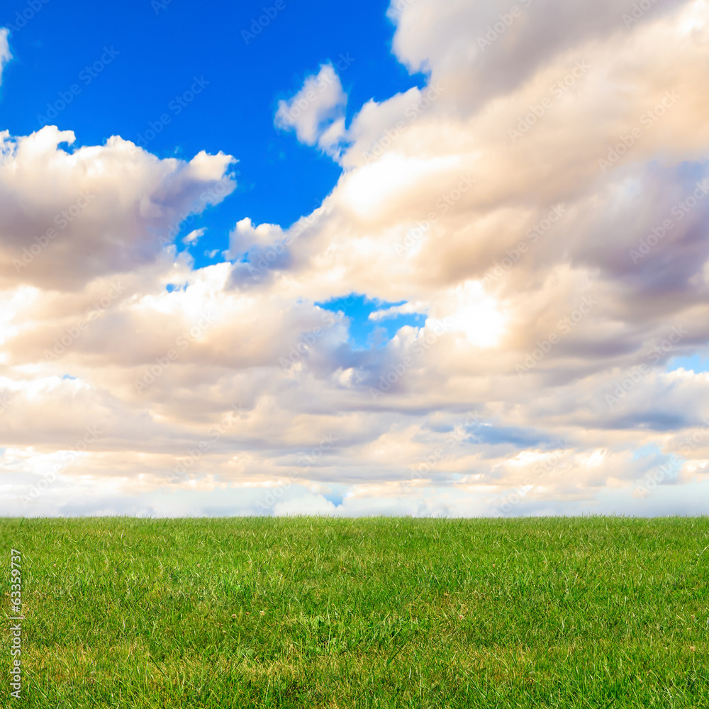 Fototapeta premium Green grass under blue sky