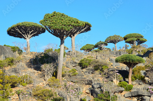 Йемен, остров Сокотра, плато Диксам, драконовые деревья