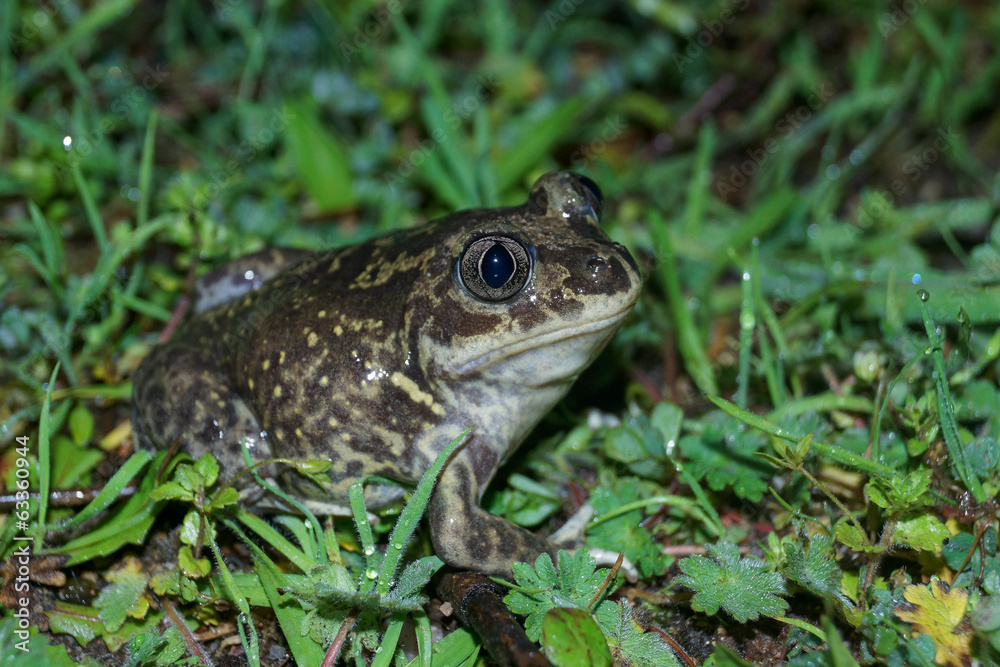 Western Spadefoot Toad, Pelobates cultripes Western Spadefoot Toad, Pelobates cultripes