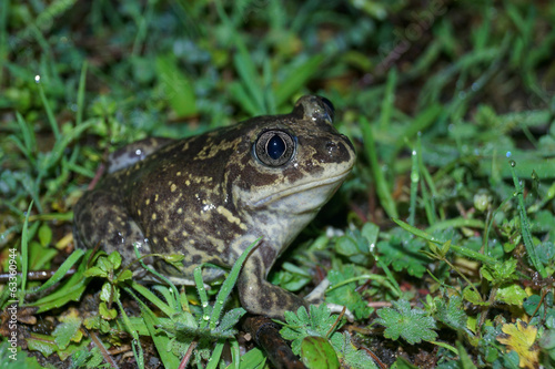 Western Spadefoot Toad, Pelobates cultripes