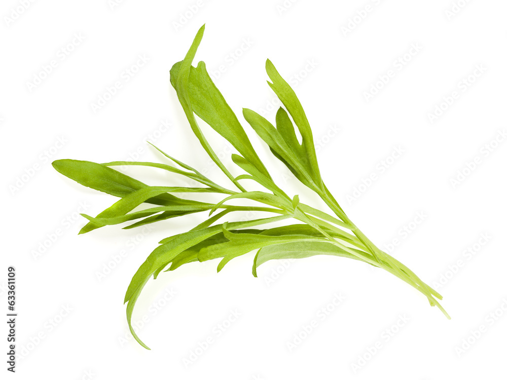 Tarragon leaves isolated StockFoto Adobe Stock