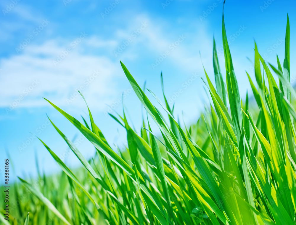 Obraz premium green grass
