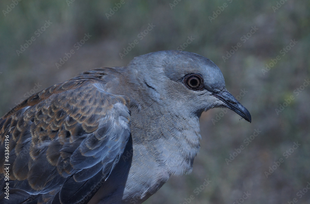 European Turtle Dove, Streptopelia turtur European Turtle Dove, Streptopelia turtur