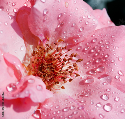 Pink rose with drops of dew