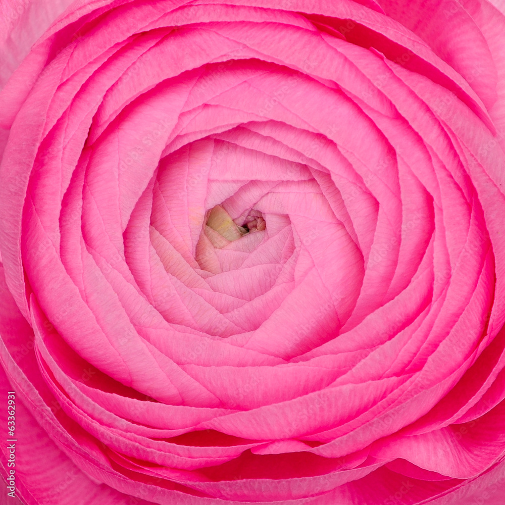 Fototapeta premium Pink Rose close up