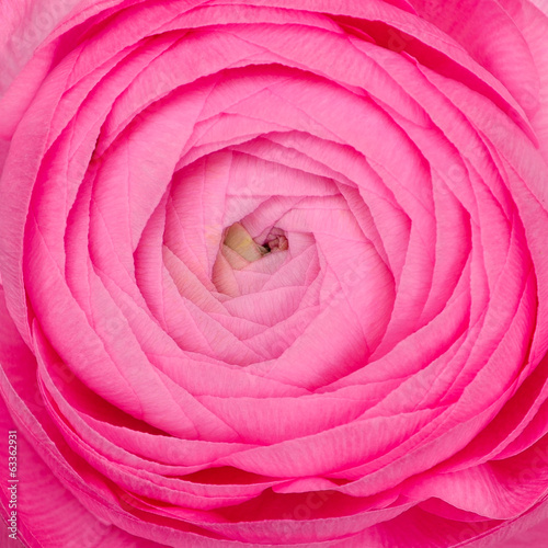 Pink Rose close up