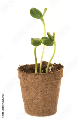 Sunflower seedling in a brown pot of peat