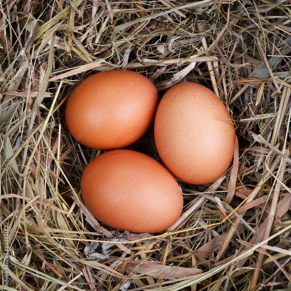 nest eggs