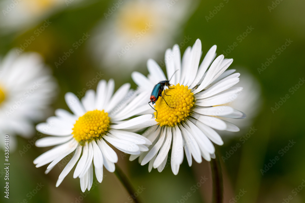 Daisy flower Daisy flower