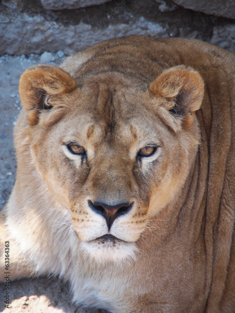 Obraz premium lioness