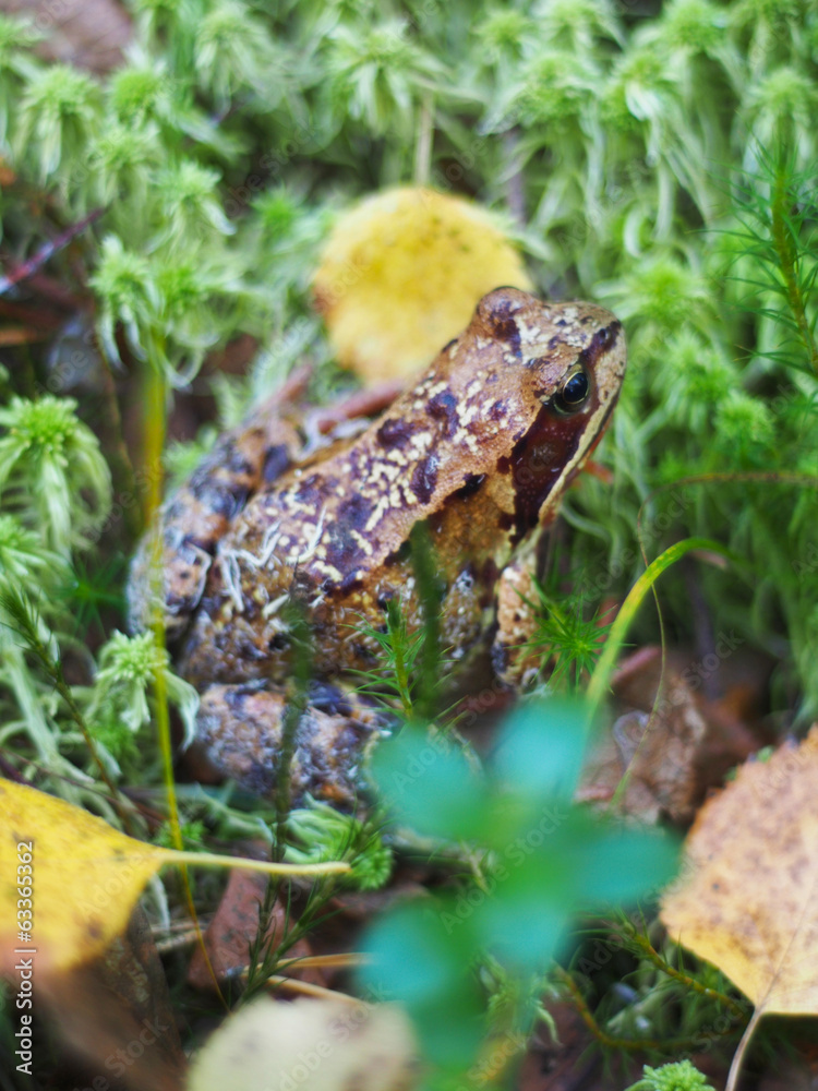 Obraz premium frog in the grass