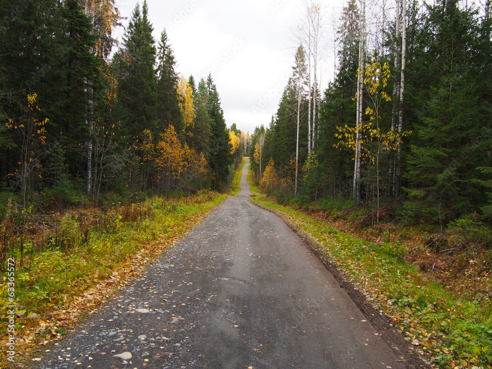 Naklejka premium road in the forest