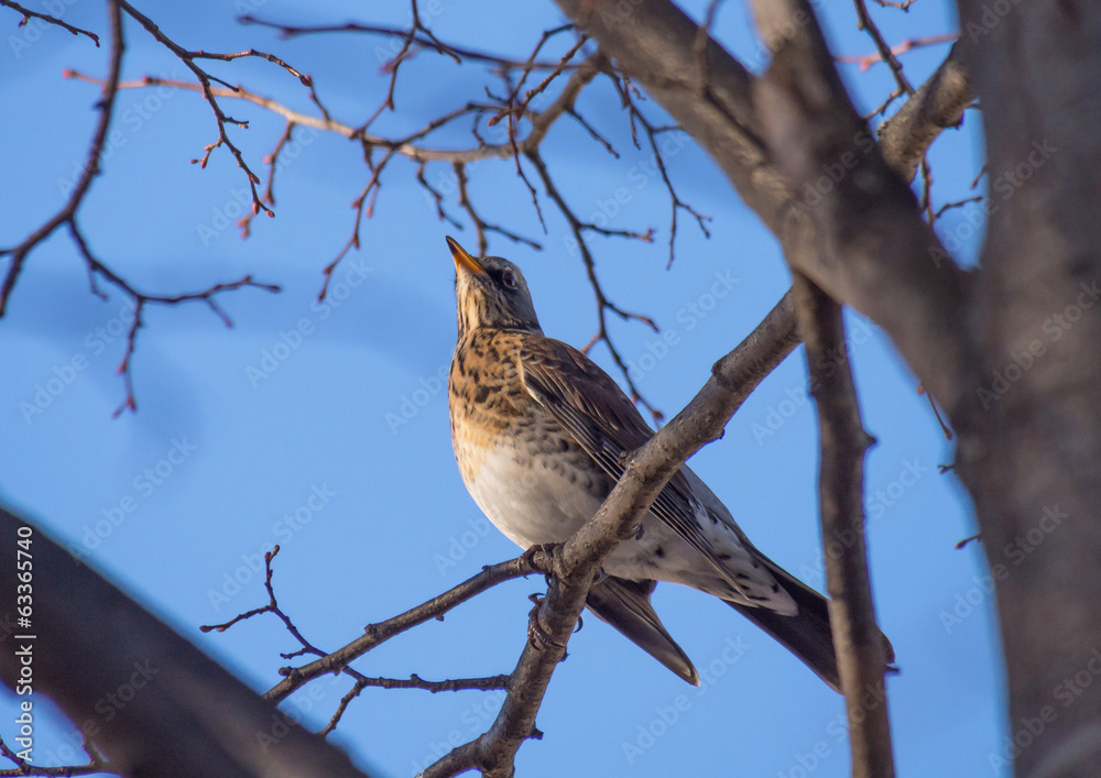 Thrush in the forest Thrush in the forest