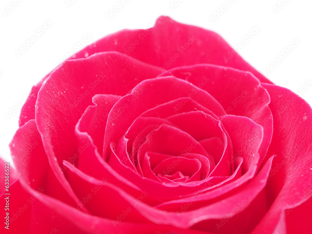 Detail of rose close Detail of rose close