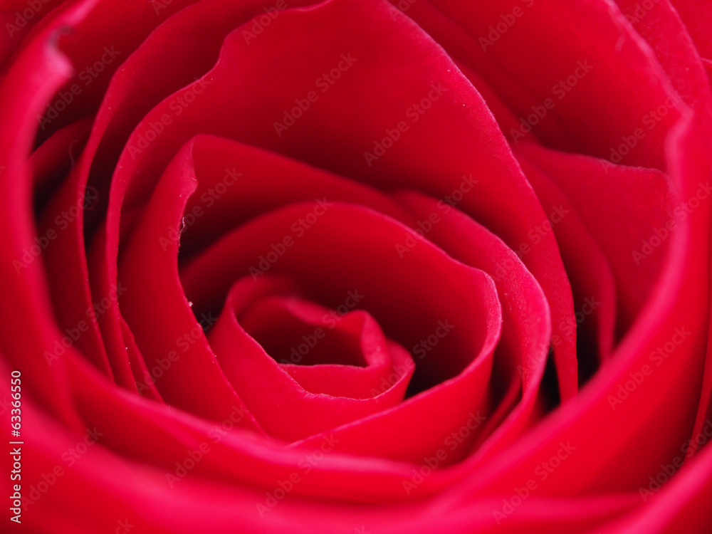 Detail of rose close Detail of rose close
