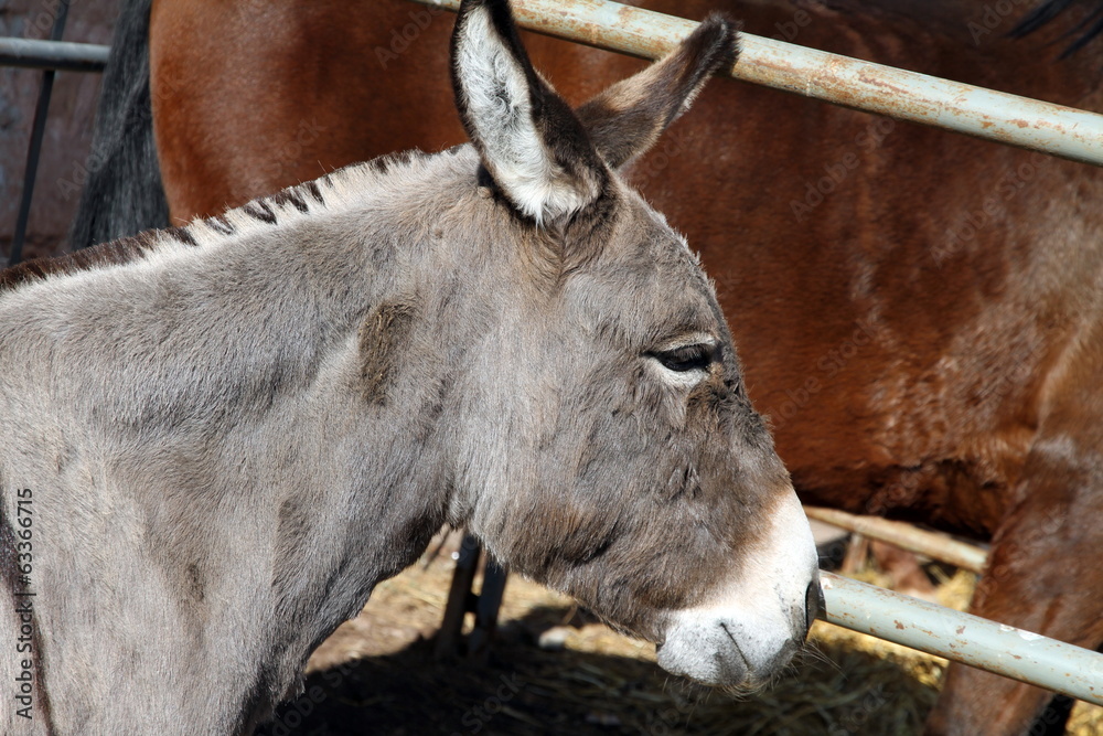 Young donkey, cattle show in Mora de Rubielos,Teruel,Spain Young donkey, cattle show in Mora de Rubielos,Teruel,Spain