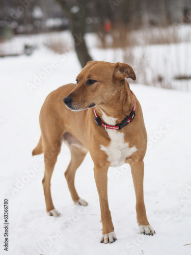 dog on snow