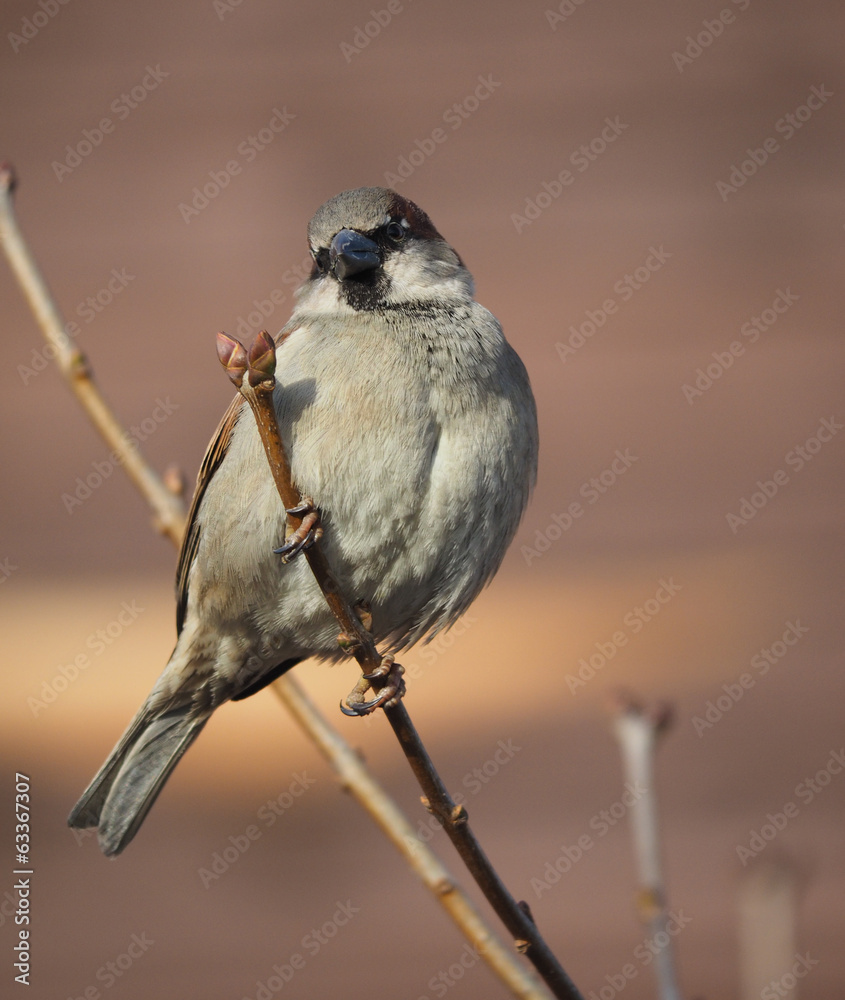 Naklejka premium Wróbel na gałęzi