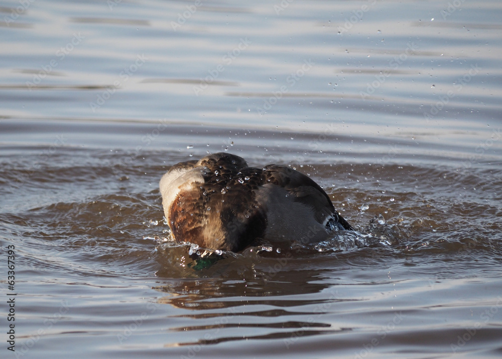 Fototapeta premium duck swims in the lake