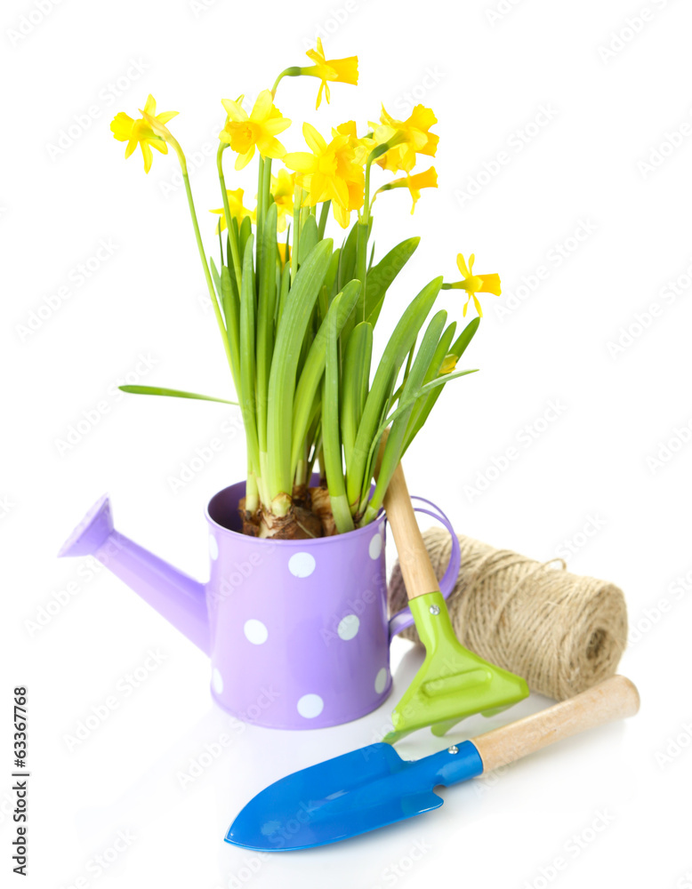 Fototapeta premium Spring daffodils in polka dot watering can with gardening tools and twine for home garden planting