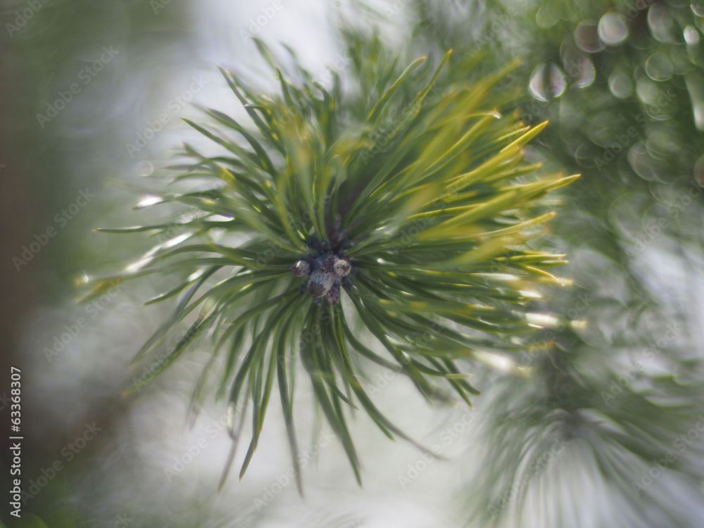 sprig of pine in the forest sprig of pine in the forest
