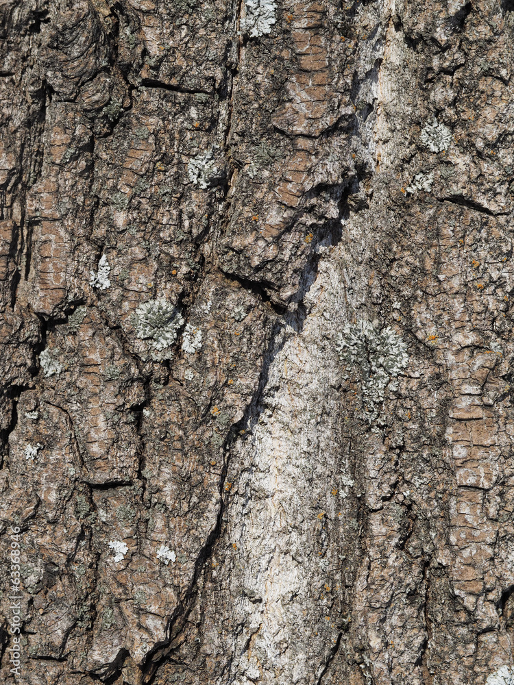 bark. background bark. background