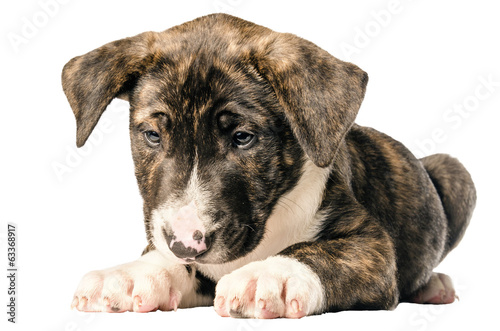 Foto Bull terrier puppy