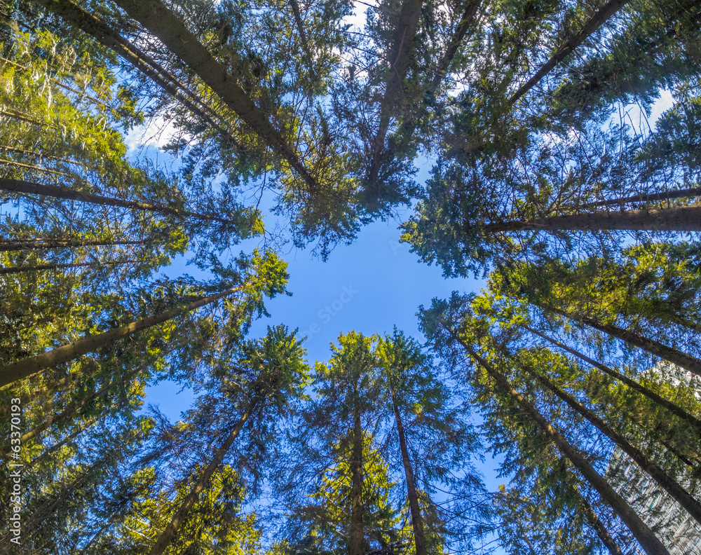 crown trees crown trees