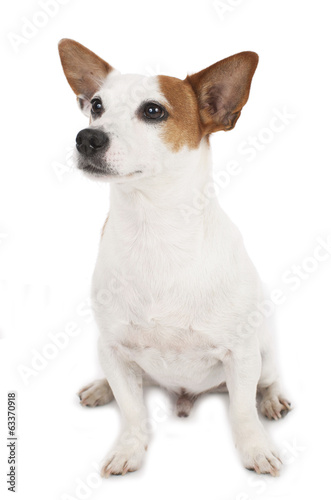 Jack Russell Terrier auf weiß © absolutimages