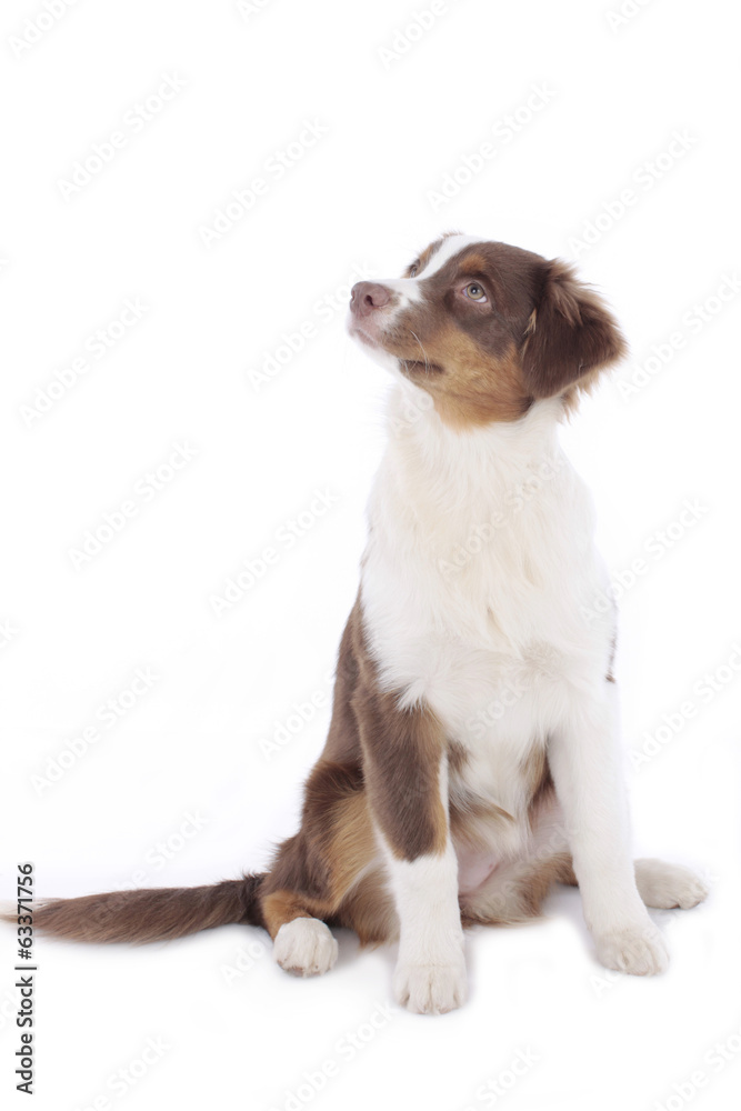 Australian Shepherd Welpe schaut nach oben Australian Shepherd Welpe schaut nach oben