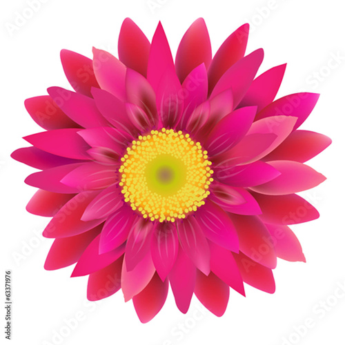 Fototapeta Naklejka Na Ścianę i Meble -  Pink Gerbera