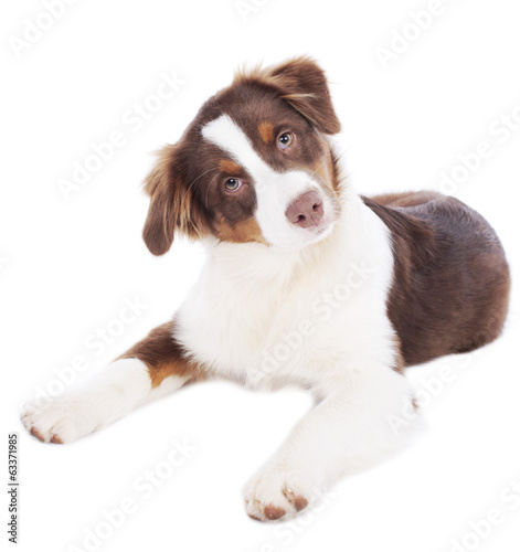 Australian Shepherd Welpe