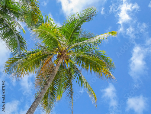 Coconut palm trees on blue sky background