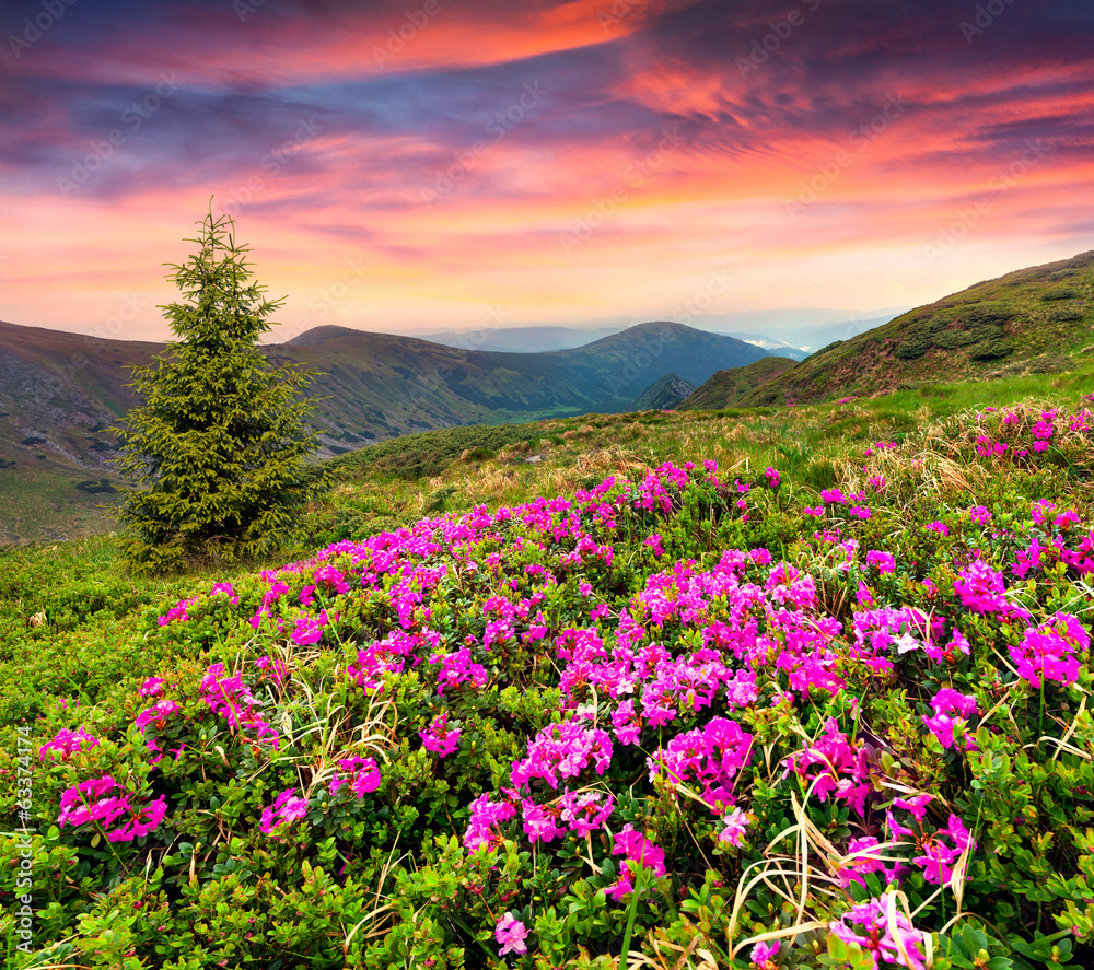 Magic pink rhododendron flowers in the mountains.