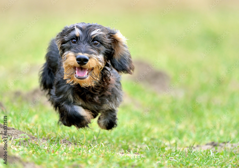 Fototapeta premium Rauhaarteckel