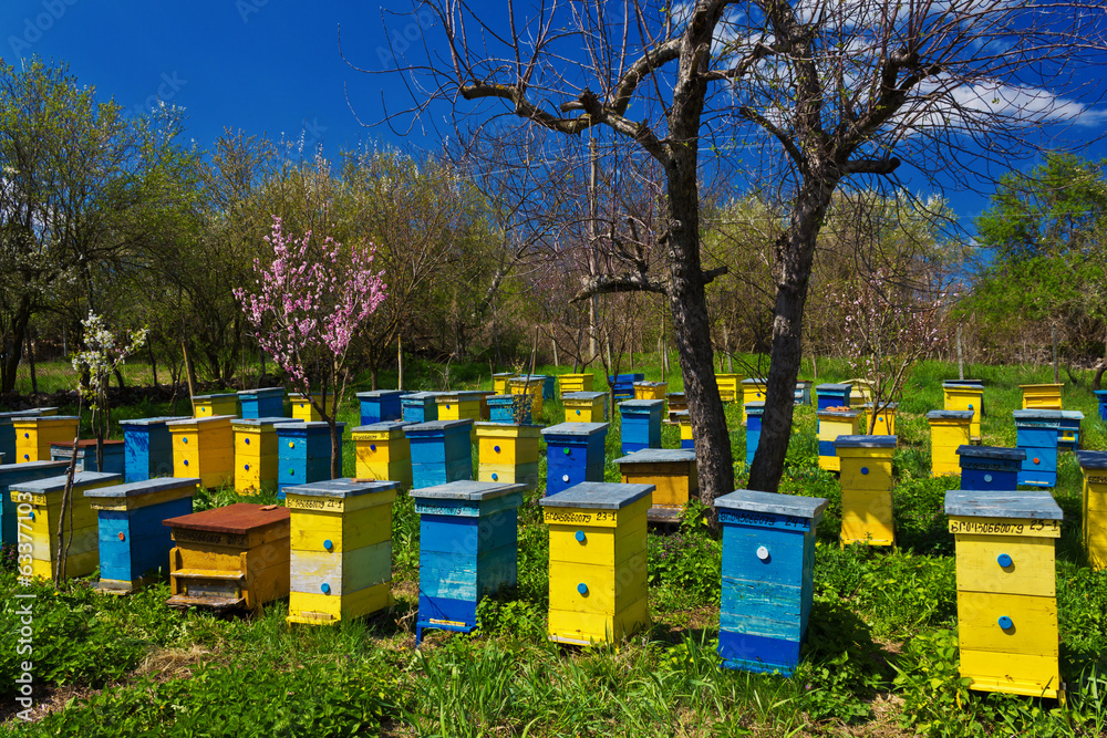Blue and yellow beehives in garden. Blue and yellow beehives in garden.
