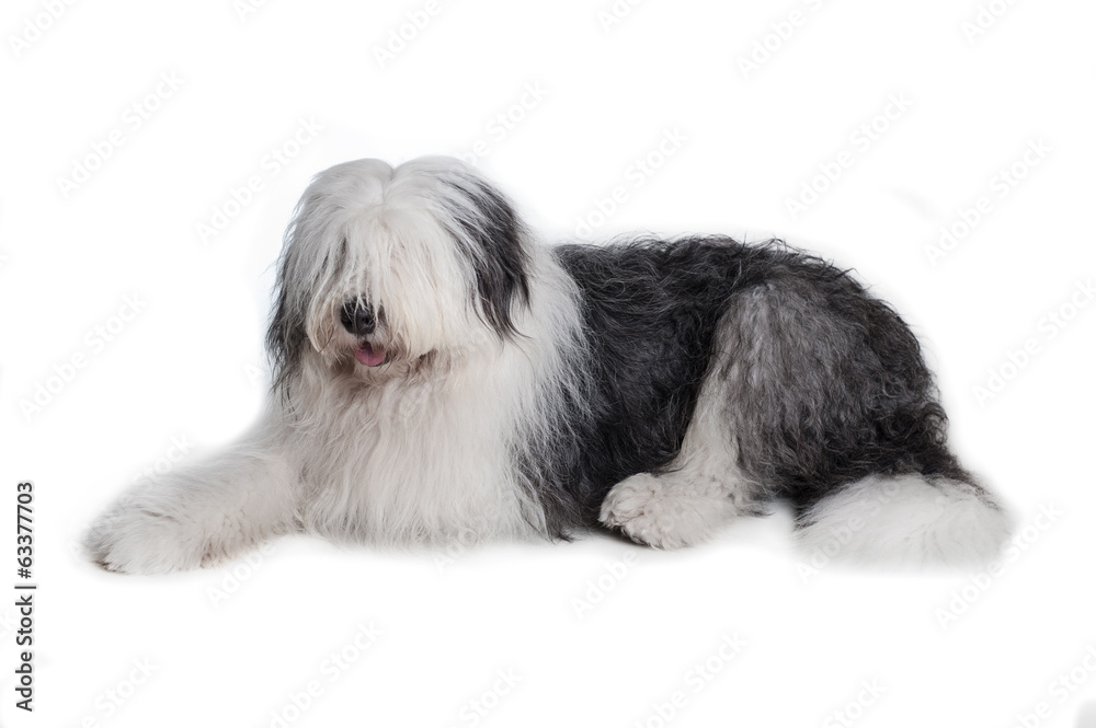 old english sheepdog old english sheepdog
