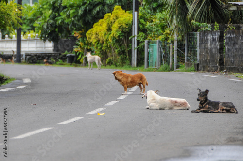 Dog on the road photo