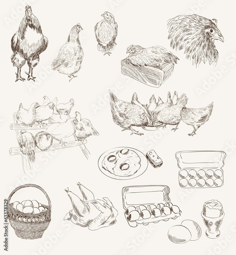 vector egg chicken breeding set