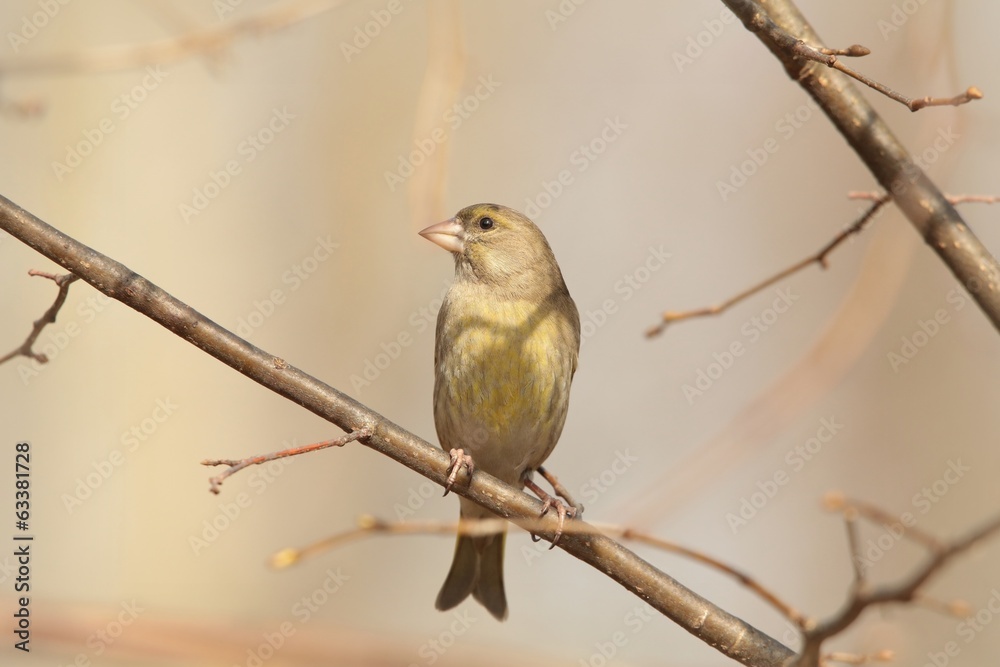 Greenfinch - Carduelis chloris on a branch Greenfinch - Carduelis chloris on a branch