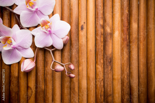 Fototapeta Naklejka Na Ścianę i Meble -  Orchid.