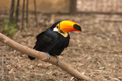 Tucano photo