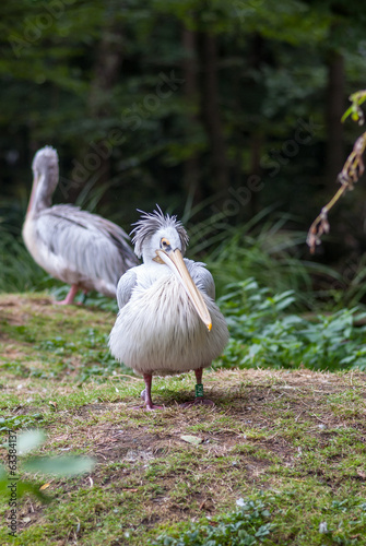 Pelican portrait