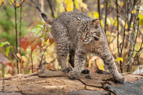 Bobcat Kitten (Lynx rufus) Quick Turn