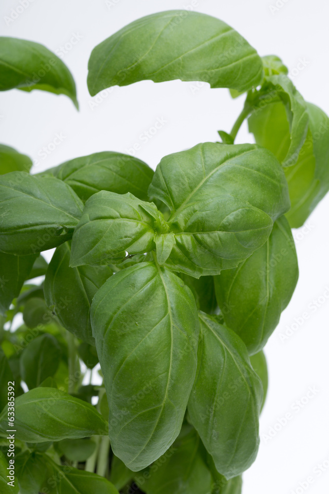 Fresh basil leaves isolated on white background