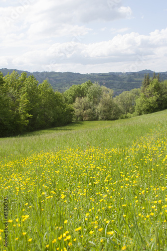 Prati in primavera a Sasso Marconi Bologna Italia