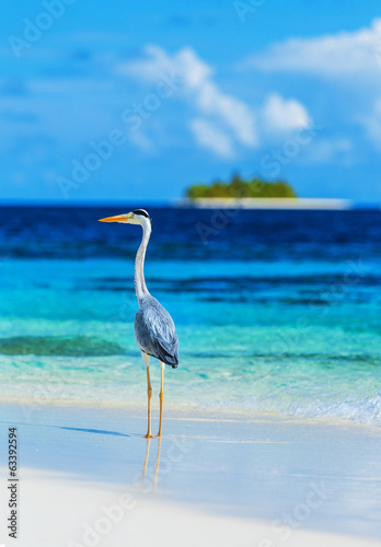 Fototapeta Naklejka Na Ścianę i Meble -  Grey heron on Maldives island