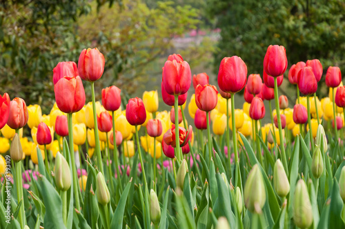 beautiful tulips field in spring