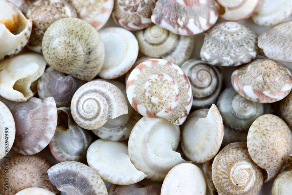 macro of sea shells.